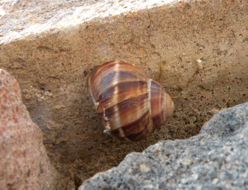 Helix dalla Turchia